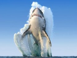 Köpek balıklarının da vejetaryen olabileceği keşfedildi