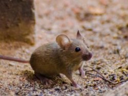 Tren seferini aksatan fare müzede sergilenecek