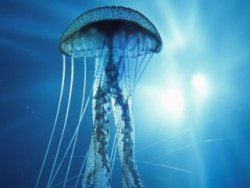 Turritopsis Dohrnii nedir