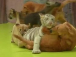 Yavru aslan, kaplan ve köpeğin dostluğu