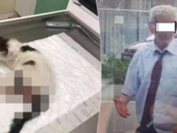 Yavru kediye tecavüz davasında mahkeme kararını verdi