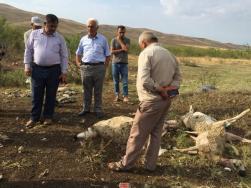 Çorum'da kurtların saldırdığı 78 küçükbaş telef oldu