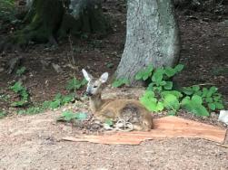 Karnına dal saplanan karaca tedaviden sonra salınacak