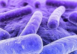 Şarbon hakkında merak ettiklerimiz