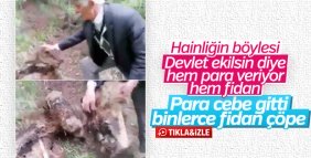 Devletten para ve fidan desteği alıp tarım yapmadı