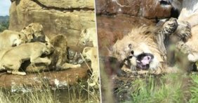 Dişi aslanlar, sürü lideri erkek aslanı öldürmeye kalktı