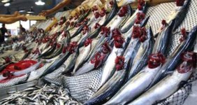 Av Yasağının Kalkmasıyla, Karadeniz'de Bolca Palamut Yakalayan Balıkçıların Yüzleri Güldü