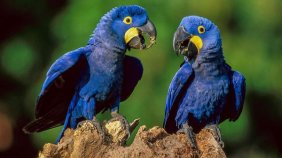 Son yüzyılda 8 kuş türü yok oldu