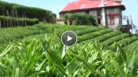 Rize 830 Kilo Üretilen Beyaz Çay, Kilosu 4 Bin Liradan Satışa Çıktı Hd