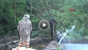 Rize Doğu Karadeniz de Atmaca Tutkunları Pusuya Yattı, Ava Başladı