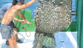 Karadeniz ’de balık bereketi