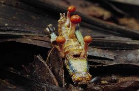 Katil Mantar: Kordiseps