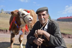 Kars'ta buzağı alımlılık yarışması düzenlendi