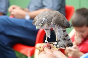 Nesilden Nesle Gelen  Atmaca  Tutkusu