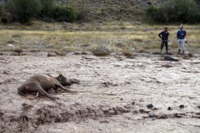 Selden sonra çamura saplanan inek traktörle kurtarıldı