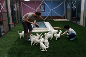 Van kedilerine özel villa