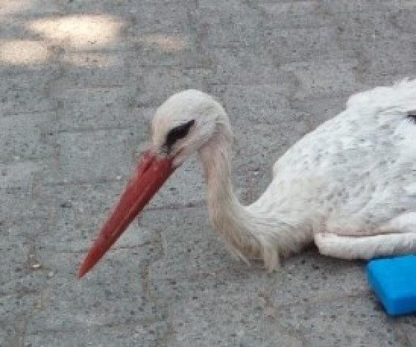 Göç yolundaki leyleği silahla vurdular