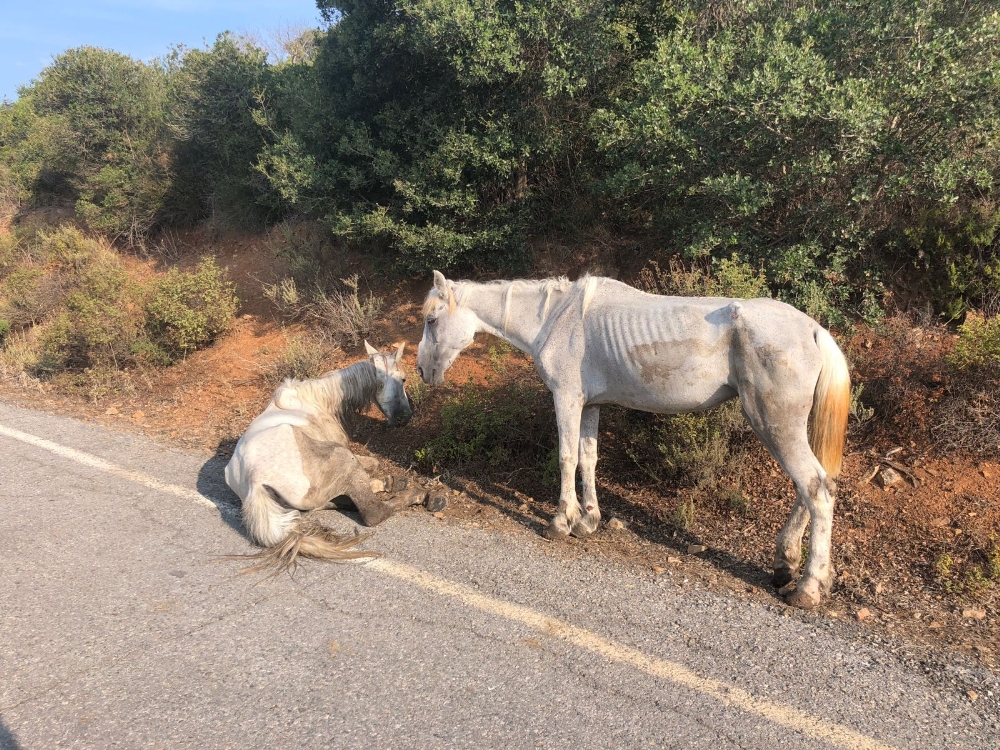 Büyükada ’da bulunan zarar görmüş atın hali yürekleri burktu
