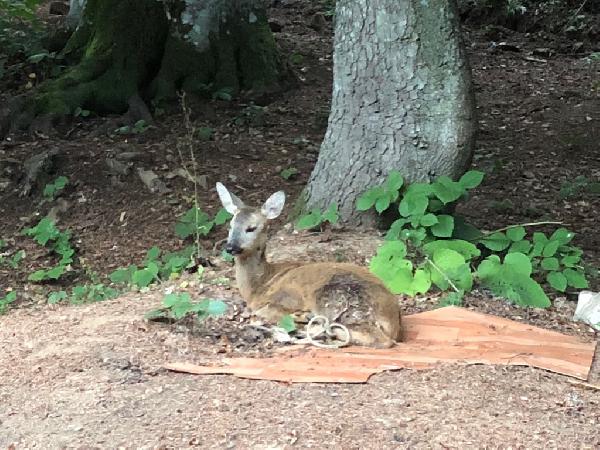 Karnına dal saplanan karaca tedaviden sonra salınacak
