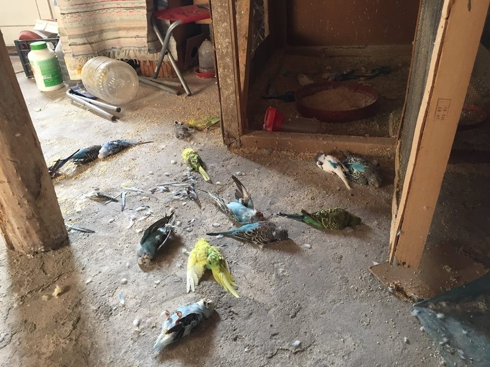 Kümese giren sansar muhabbet kuşlarını öldürdü