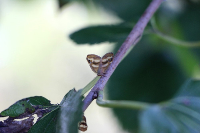 İyi Parti Trabzon Milletvekili Örs, TBMM’ye ‘Vampir Kelebek’ ile İlgili Soru Önergesi Verdi