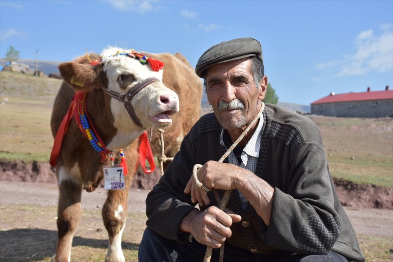 Kars’ta buzağı alımlılık yarışması düzenlendi