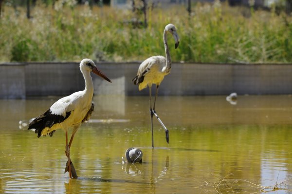Van’da tedavi edilen 35 kuş doğaya bırakıldı