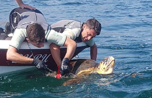 Ağa takılan caretta carettayı Sahil Güvenlik kurtardı