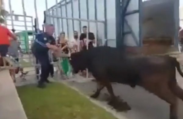 Fransa’da boğa tarafından saldırıya uğrayan polis