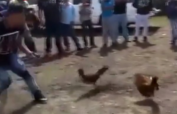 Kendini dövüştüren sahibine saldıran horoz