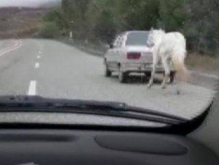 Atı otomobilin arkasına bağladı, yola çıktı