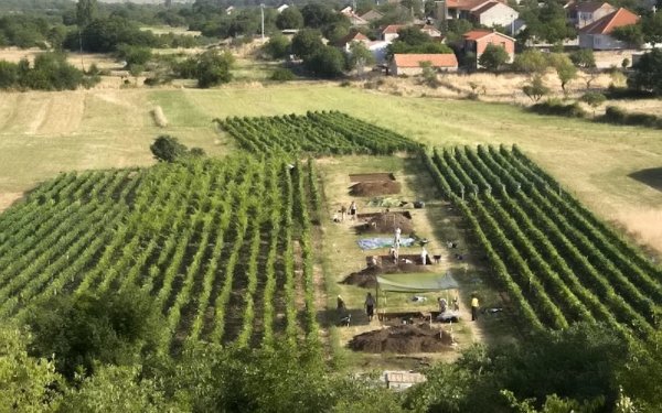 Dünyanın en eski peyniri Hırvatistan'da bulundu