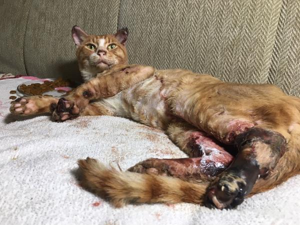 İzmit'te bacakları yakılan kediye sahip çıkıldı
