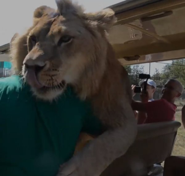 Safari parkındaki aslanın cana yakınlığı