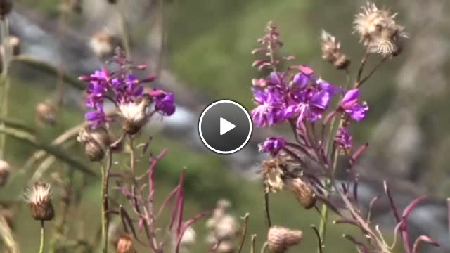 Anzer Balında Tüm Siparişler Karşılanmaya Çalışılacak