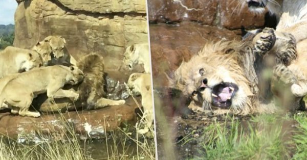 Dişi aslanlar, sürü lideri erkek aslanı öldürmeye kalktı