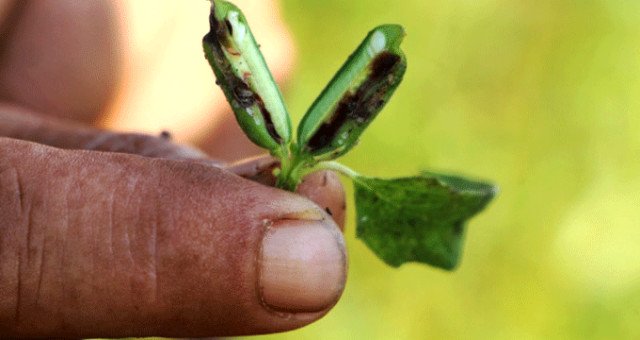 Domatesin Arkasında Susamda da 'Tuta Absoluta' Kabusu