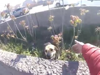 E-5 Karayolu ’nda trafiği durdurup köpeği kurtardı