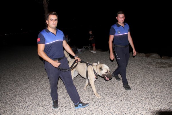 Gaddarlık görebilen köpek belediyenin kadrolu işçisi oldu