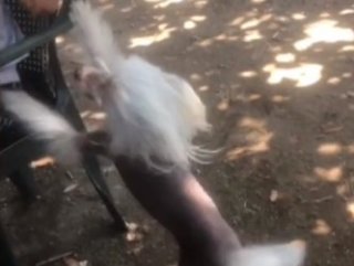 İzmir’de 10 bin liralık köpek hırsızlığı