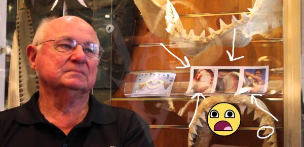 Köpek balığı kafes dalışı için dünyanın en iyi yerleri