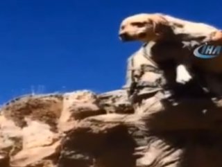 Mayın arama köpeği ‘Yay’ İkiyakalar ’da komandolarla