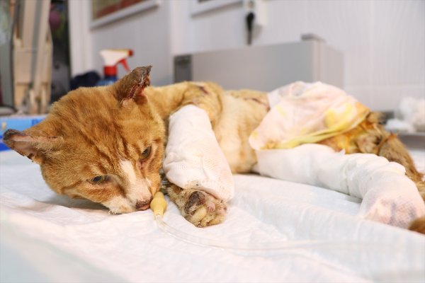 Yakılmış halde bulunan sokak kedisinin bir bacağı kesildi