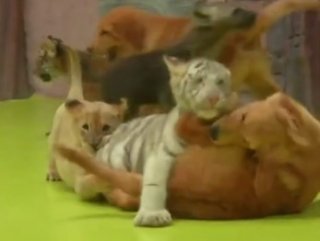 Yavru aslan, kaplan ve köpeğin dostluğu