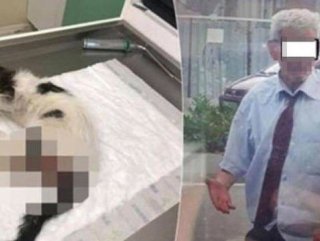 Yavru kediye tecavüz davasında mahkeme kararını verdi