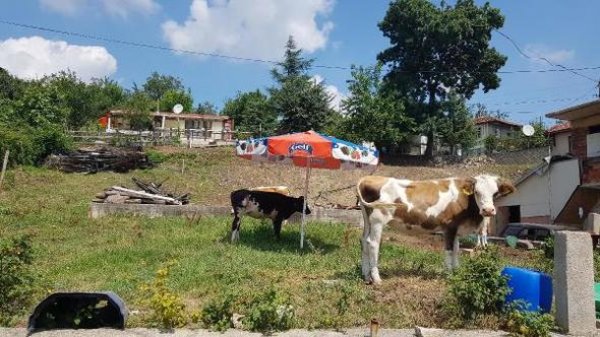 Yozgat'ta 19 köy şarbon karantinasına alındı