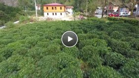 Rize Çay Tarımında Mucize; 3 Kat Verim Elde Edilen Gübre Bulundu