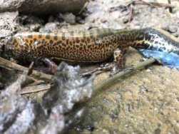 RTEÜ Öğretim Üyesi Özdemir'den Rize'de Görüntülenen Semenderle İlgili Açıklama