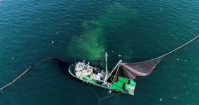 Balıkçıların yüzü ançuez ile gülüyor