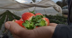 Çilek tarlada 6, pazarda 10 TL oldu